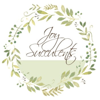 Joy Succulents, terrarium and floristry teacher